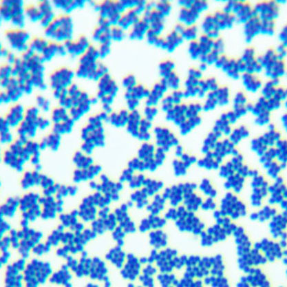 Staphylococcus auricularis-BNCC