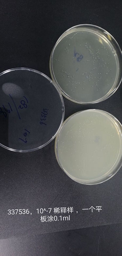 Staphylococcus carnosus subsp.carnosus-BNCC