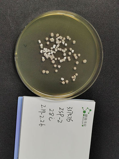 Absorbent Streptomyces subspecies-BNCC