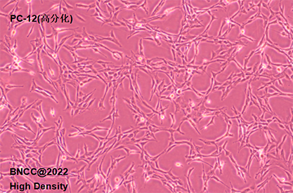 Rat adrenal pheochromocytoma cells (highly differentiated)-BNCC