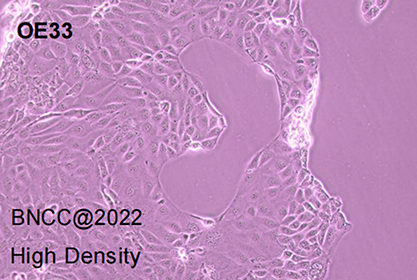 Human esophageal adenocarcinoma cells-BNCC