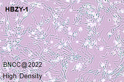 Rat glomerular mesangial cells-BNCC