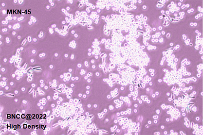 Human gastric cancer cells-BNCC