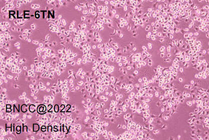 Rat alveolar type II cells-BNCC