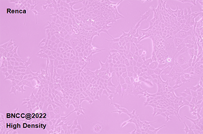 Mouse renal carcinoma cells-BNCC