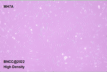 Human rheumatoid arthritis fibroblasts-BNCC