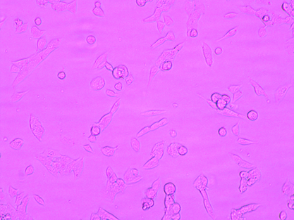 Mouse testicular teratoma cells-BNCC