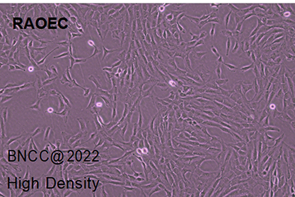 Rat vascular endothelial cells-BNCC