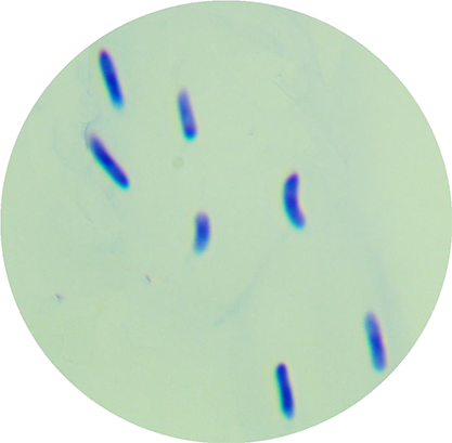 Bacillus mucilaginosus Krassilnikov-BNCC