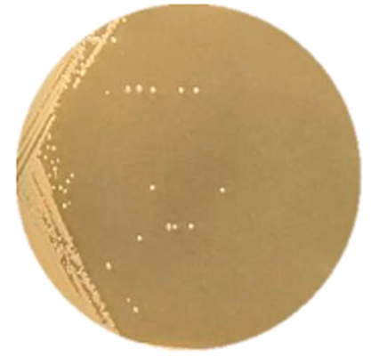 Bacillus stearothermophilus-BNCC