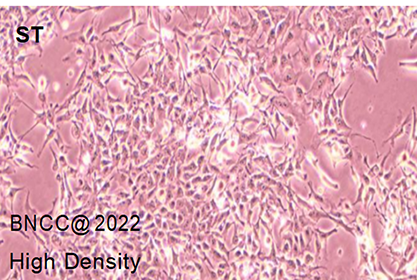 Porcine testicular cells-BNCC