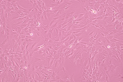 Mouse bone marrow stromal cells-BNCC
