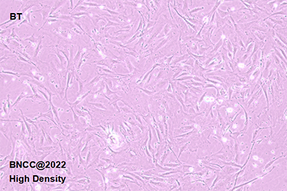 Newborn bovine turbinate cells-BNCC