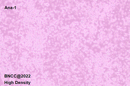 Mouse macrophage-BNCC