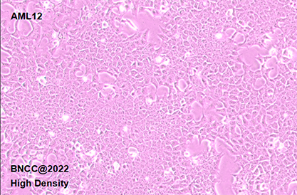 Mouse hepatocytes-BNCC