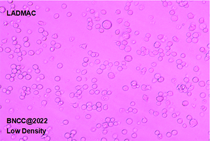 Mouse mononuclear macrophage-BNCC