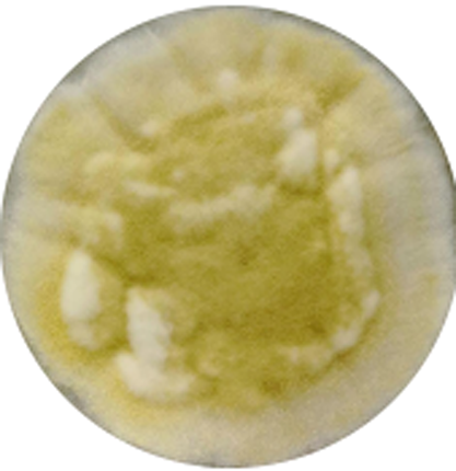 Aspergillus oryzae (Ahlburg) Cohn-BNCC