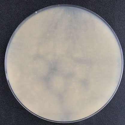 Aspergillus fumigatus Fresenius-BNCC