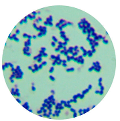 Streptococcus pneumoniae-BNCC