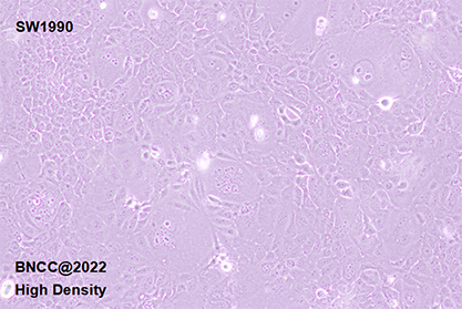 Human pancreatic cancer cell line-BNCC