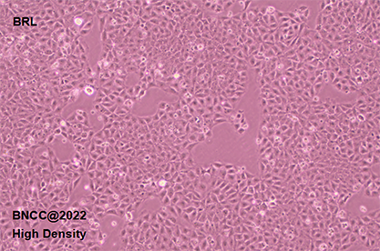 Rat hepatocytes-BNCC