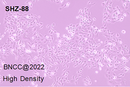 Rat breast cancer cells-BNCC