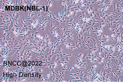 bovine kidney cells-BNCC