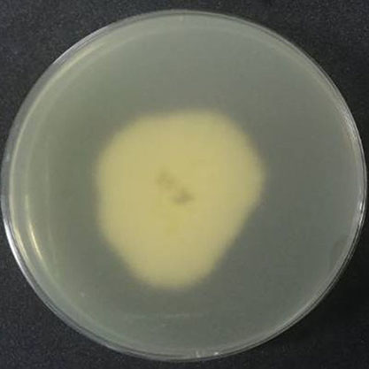 Fusarium sp.-BNCC