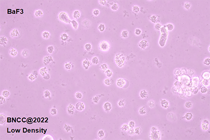Mouse primary B cell strain-BNCC