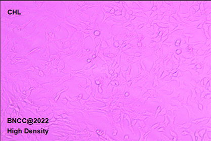 Chinese hamster lung cells-BNCC