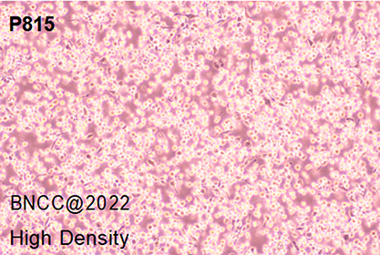 Mouse mast cell tumor cells-BNCC