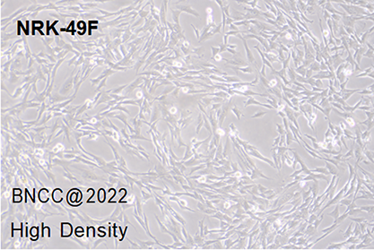Rat normal renal fibroblasts-BNCC