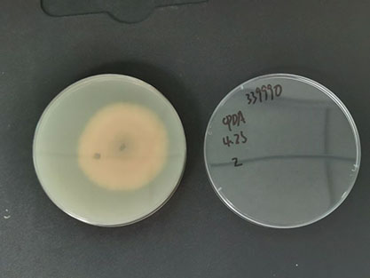 Rice sheath blight (Rhizoctonia solani)-BNCC