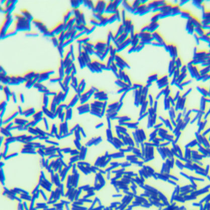 Bacillus subtilis WB800N-BNCC