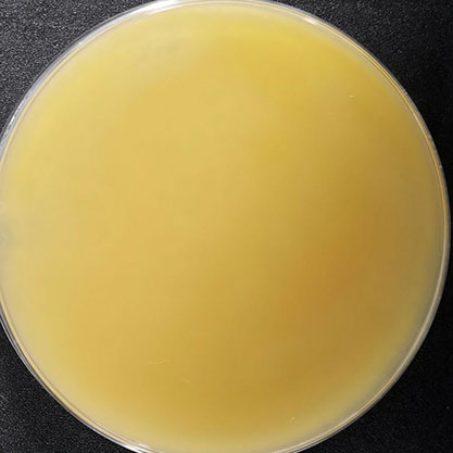 Microsporum gypseum-BNCC