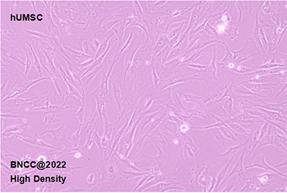 Human umbilical cord mesenchymal stem cells-BNCC