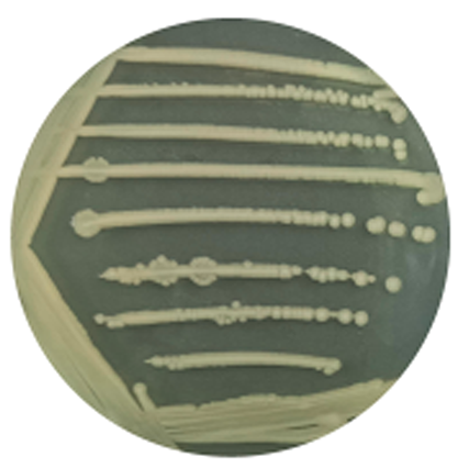 Escherichia coli-BNCC