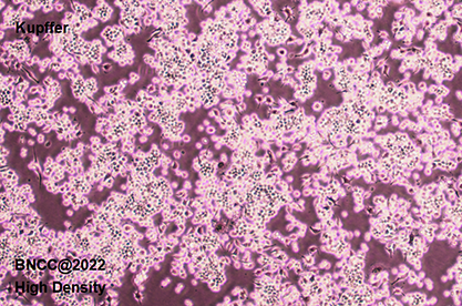 Mouse liver Kupffer cells-BNCC