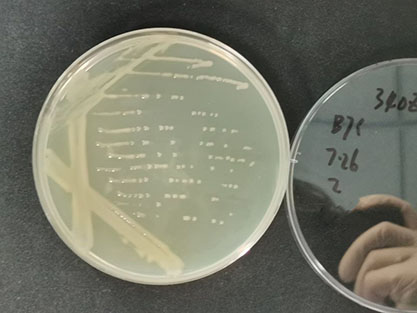 Escherichia coli clone SM10λpir-BNCC