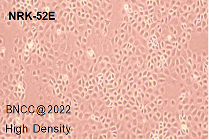Rat renal cells-BNCC