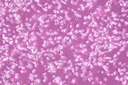 Hamster lung cells-BNCC