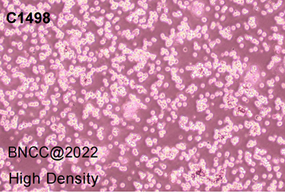 Mouse leukemia cells-BNCC