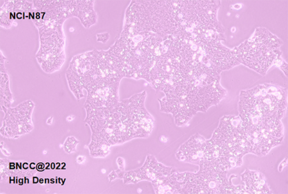 Human gastric cancer cells-BNCC