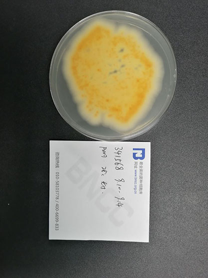 Penicillium pinophilum-BNCC