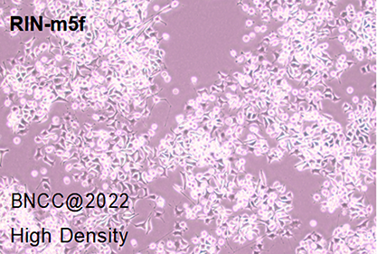 Rat islet β-cell tumor cells-BNCC