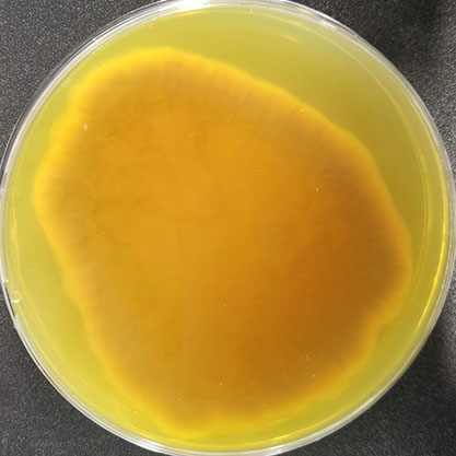 penicillium sp.-BNCC