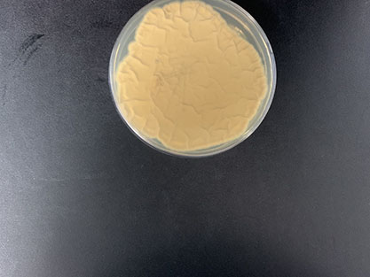 Penicillium rubens Biourge-BNCC