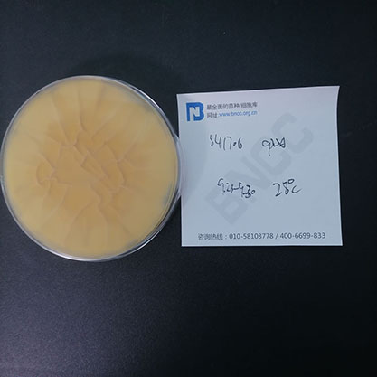 Aspergillus oryzae-BNCC