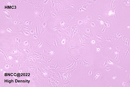 Human microglia-BNCC
