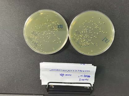 Staphylococcus sciuri-BNCC
